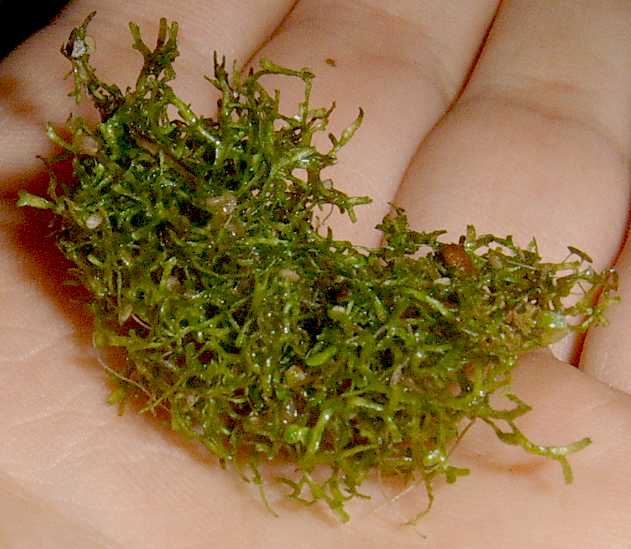 Riccia fluitans